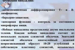 Функции миндалин