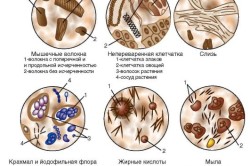 Схема общего анализа кала