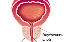 Строение предстательной железы